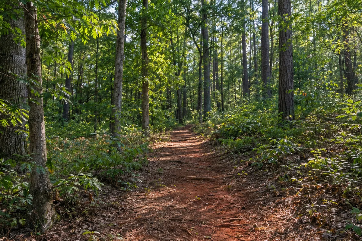 AI-generated scene of a red clay path into mature oaks and pines, like wooded acreage on the edge of Athens